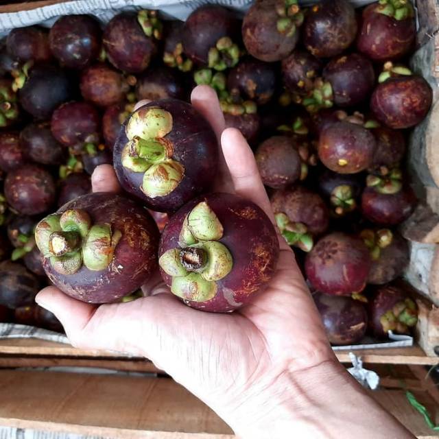 

Manggis padang