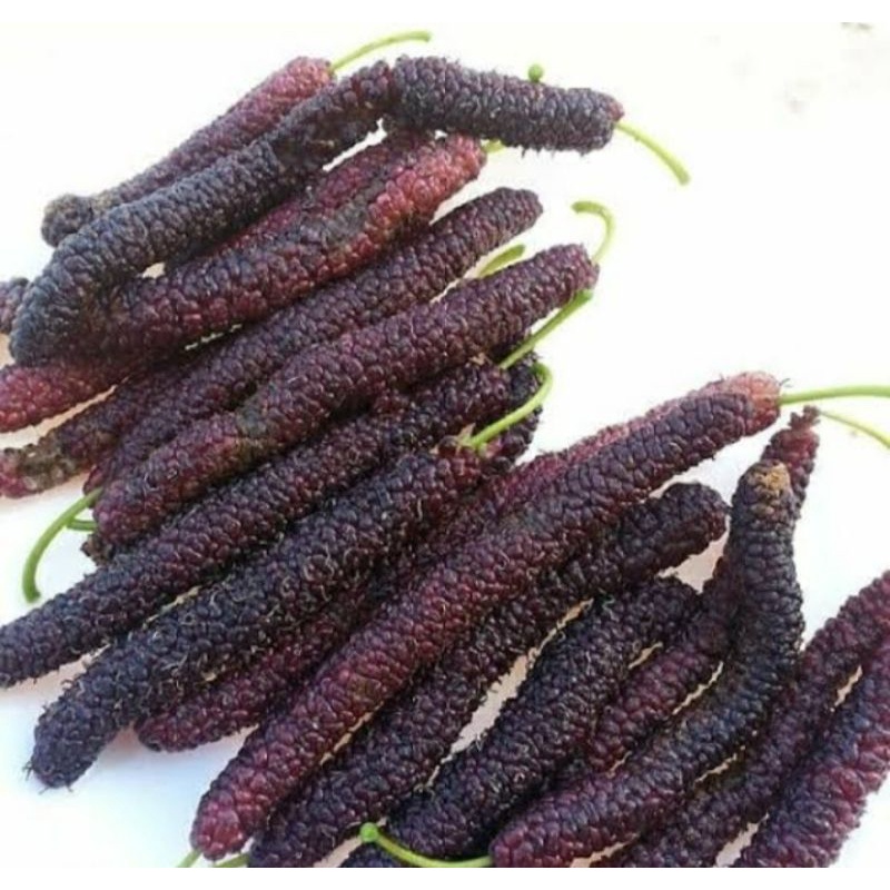 cutting/stek murbei long,murbei jumbo