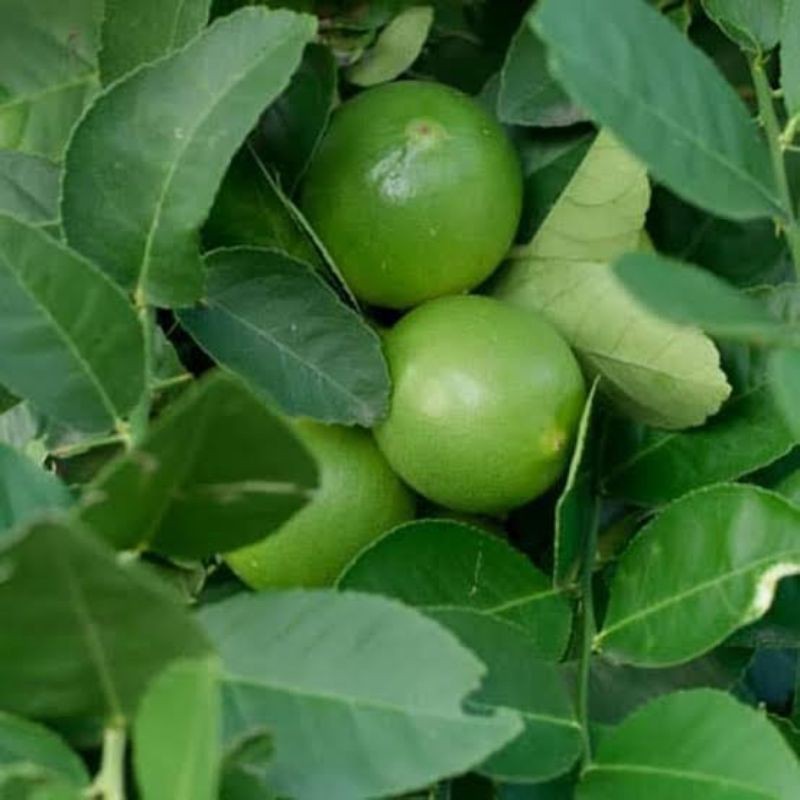 Bibit Buah jeruk nipis berkualitas | bibit buah unggulan | bibit tabulampot murah
