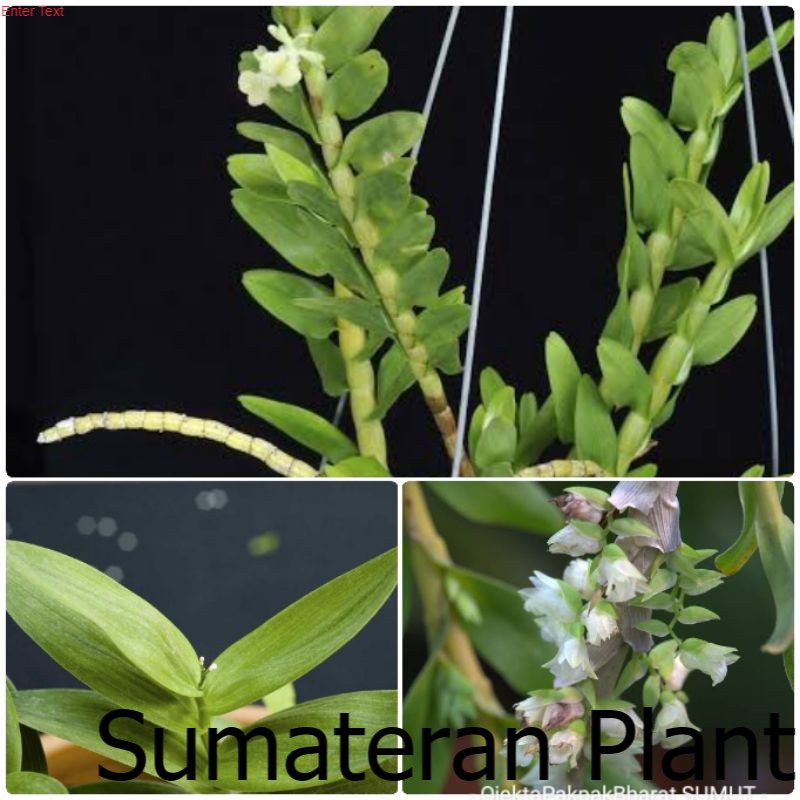 Anggrek Appendicula Orchid Sumatera Anggrek Hutan Sumatera ; Pusat Tanaman Sumatera
