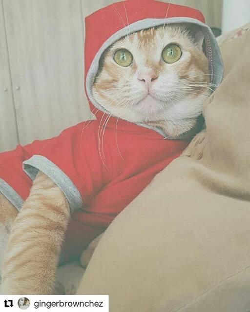 Kaos hoodie swag untuk kucing dan anjing / kaos lucu kucing / baju kucing size S M L XL
