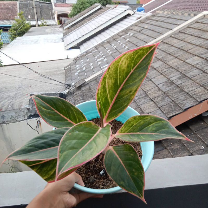 Aglonema lipstik manilompek