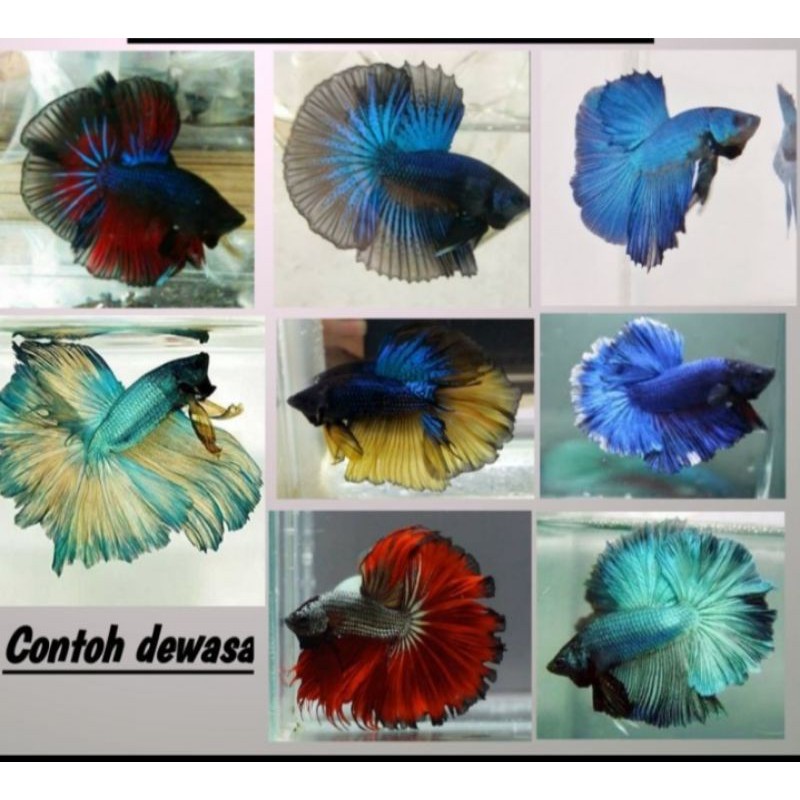 Ikan cupang hias Halfmoon (Paket 5 ekor)