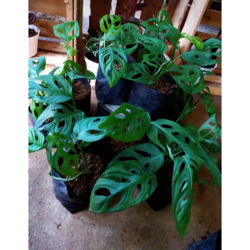 Monstera Adansonii Janda Bolong Shopee Indonesia