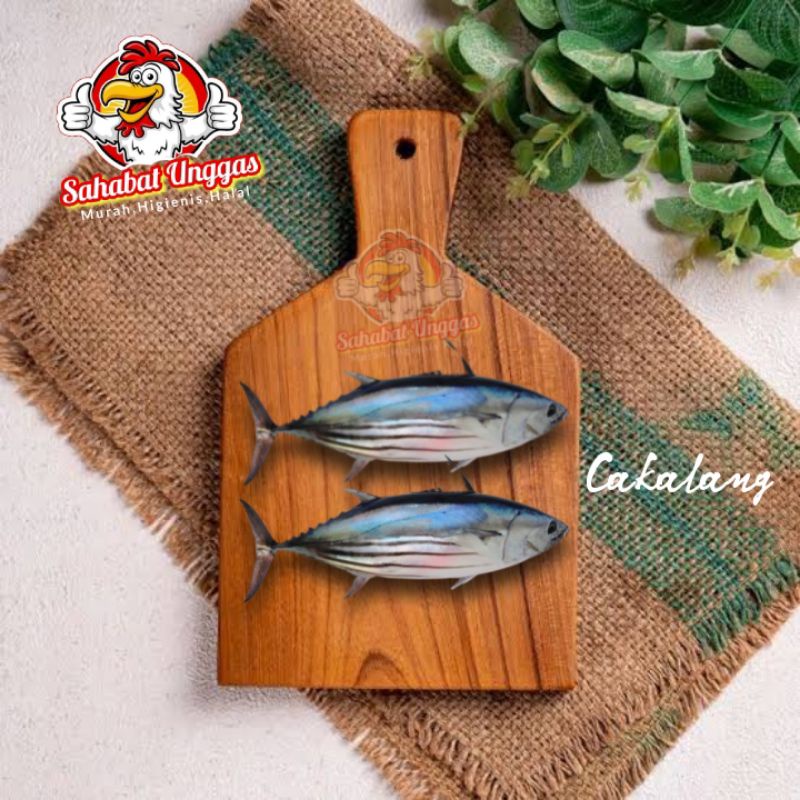 

Ikan Cakalang 500gr