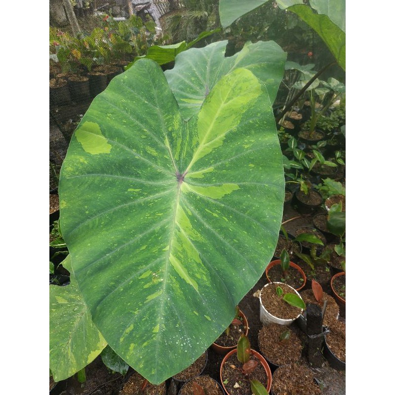 Colocasia Lime Gecko