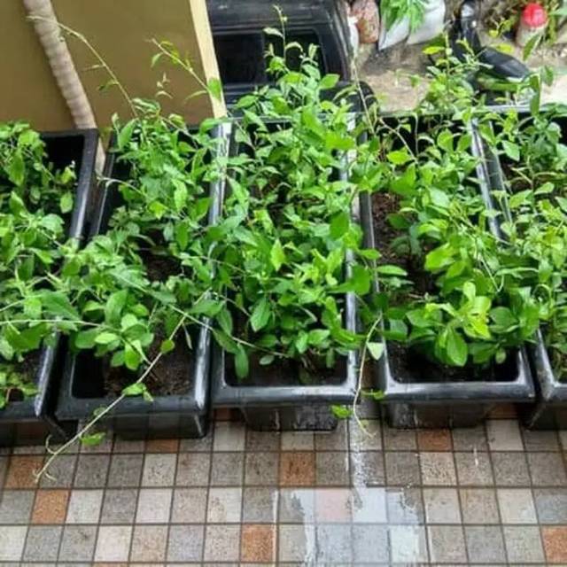 Jual tanaman menjuntai Lee Kwan yew plus pot panjang Jual tanaman menjuntai Lee Kwan yew plus pot panjang