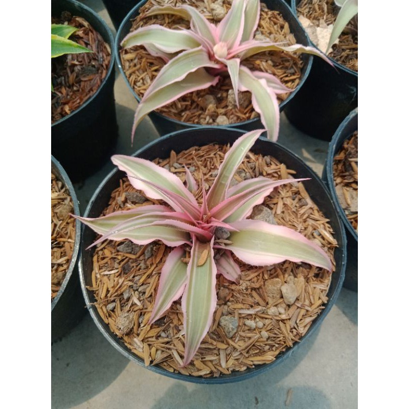 Cryptanthus Bromelia