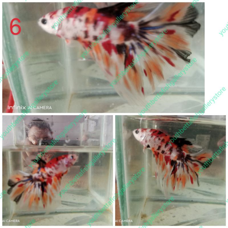 cupang murah, cupang hias HalfMoon Nemo/Multicolour