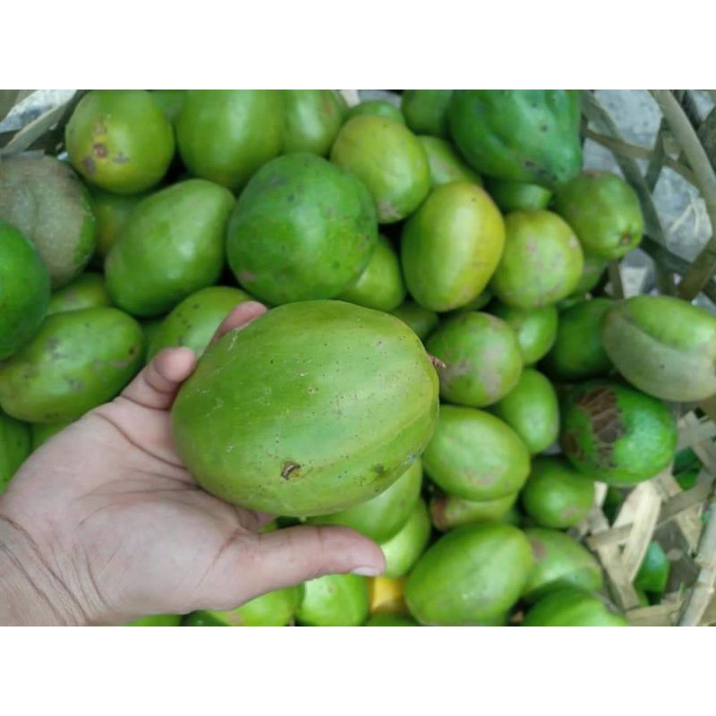 BUAH KEDONDONG SEGAR 1KG