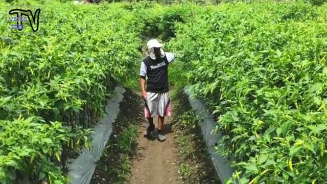 Benih Cabai Rawit VIRAL  Isi 10 Biji Bibit Sayuran Benih Sayuran Viral Cabe Merah