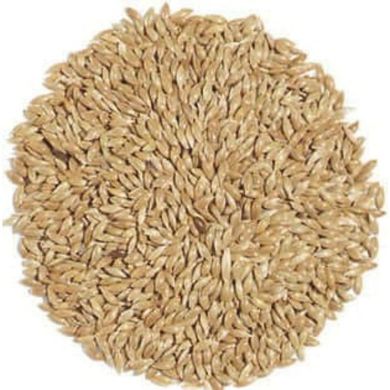 Biji rumput akar wangi vertiver akar wangi 1kg