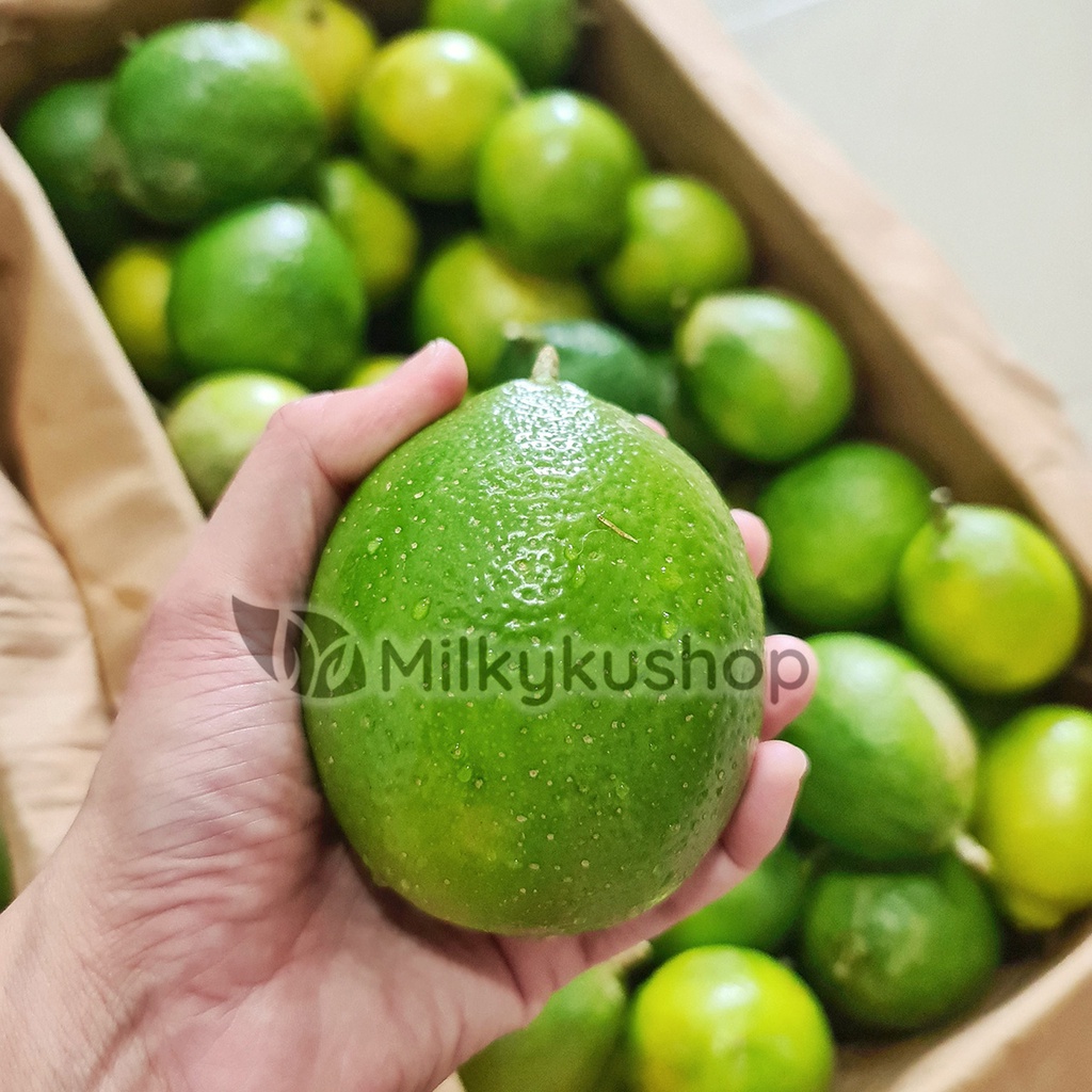 BUAH LEMON CALIFORNIA LOKAL BERAT 1 KG