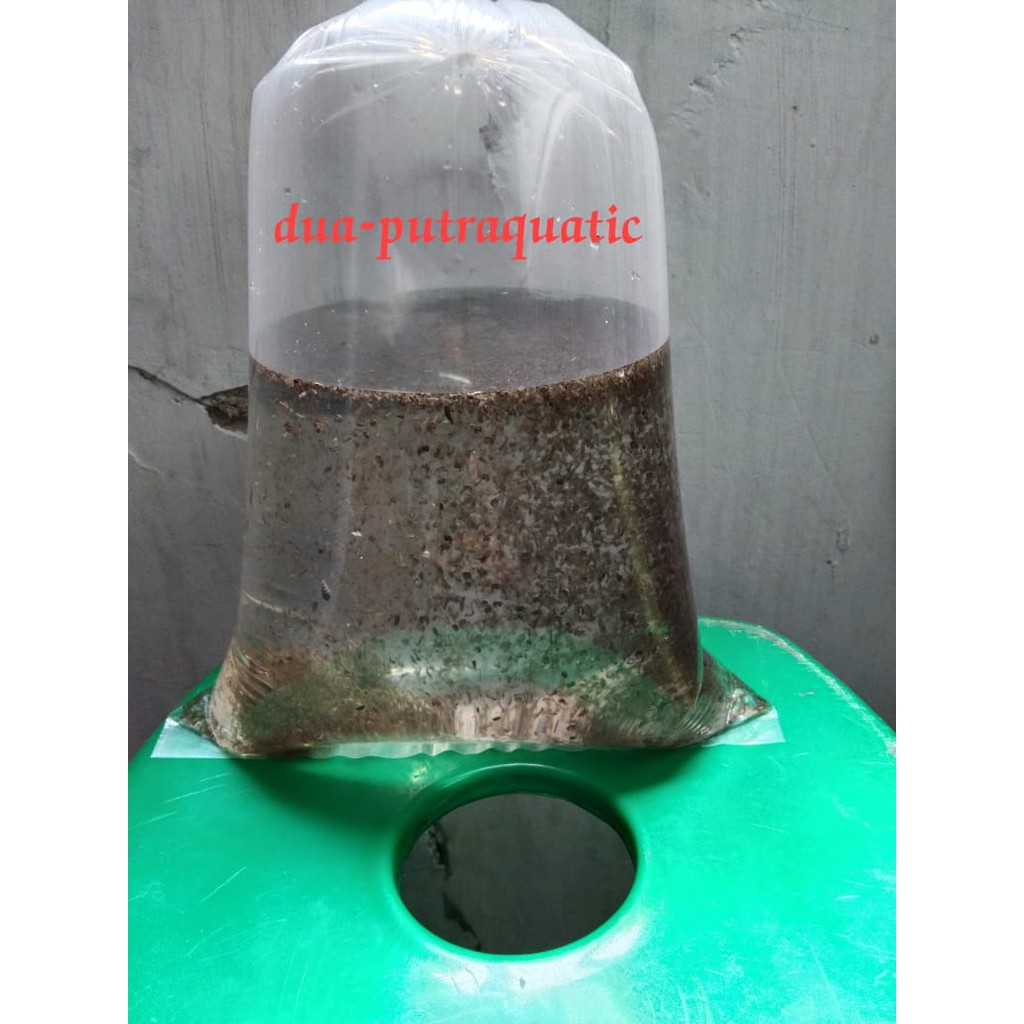 Jual Encu / Jentik Nyamuk Pakan Ikan