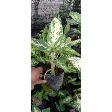 Aglonema Diven Brazil  Diven aglonema candy diven sparkle