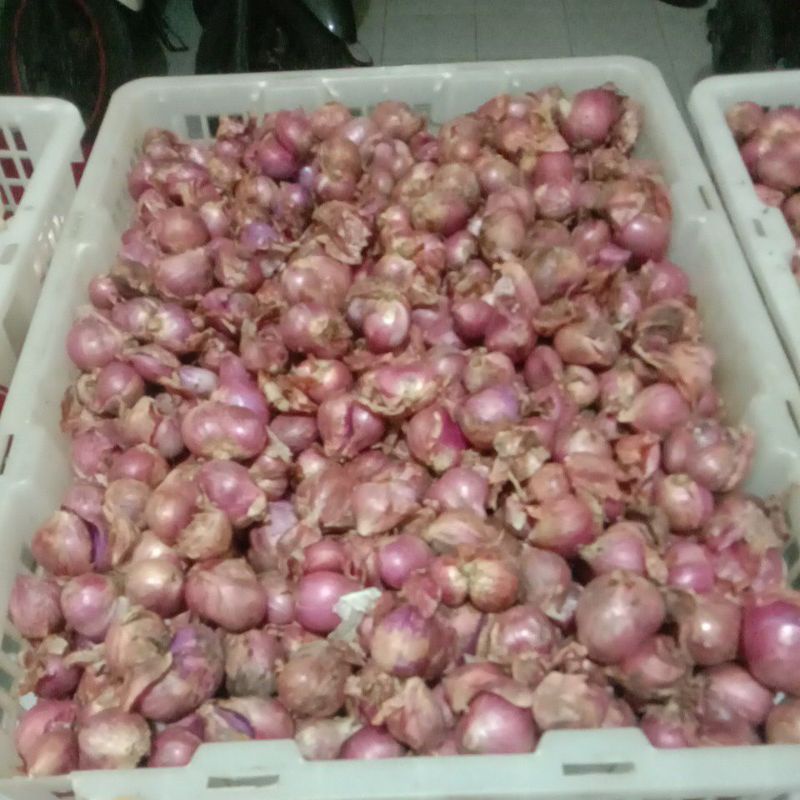 

bawang merah besar