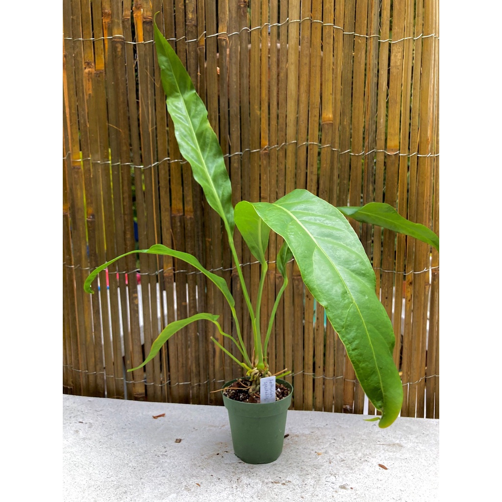 tanaman hias anthurium spectabile