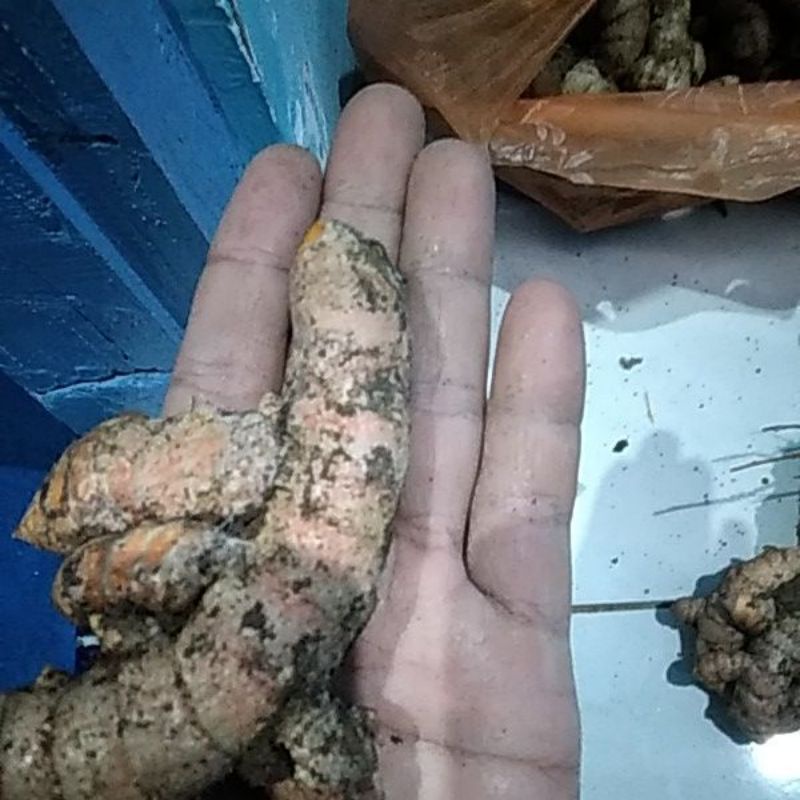 

kunyit/kunir kuning