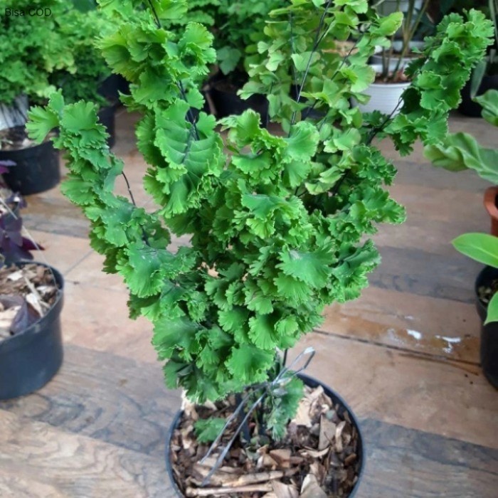 Suplir Tusuk Sate Tanaman Hias Pohon pakis Suplir Tusuk Sate