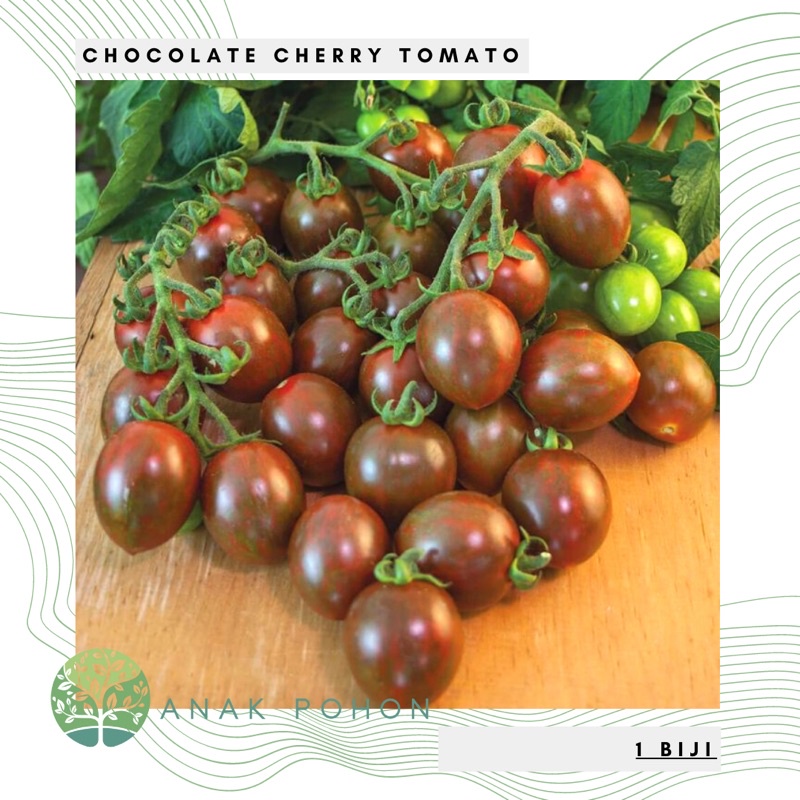 Benih Bibit Biji - Tomat Chocolate Cherry Tomato Seeds - IMPORT