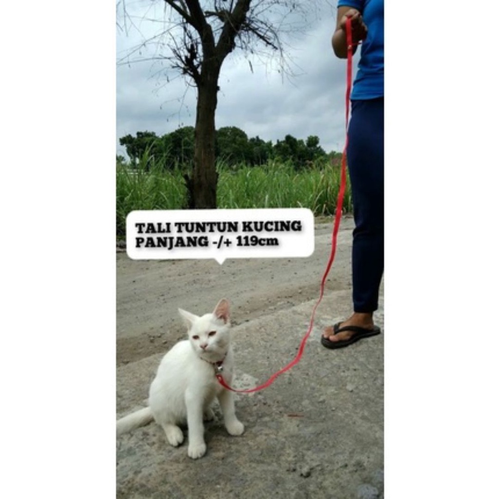Kalung Kucing + Tali Tuntun Polos FEFARM