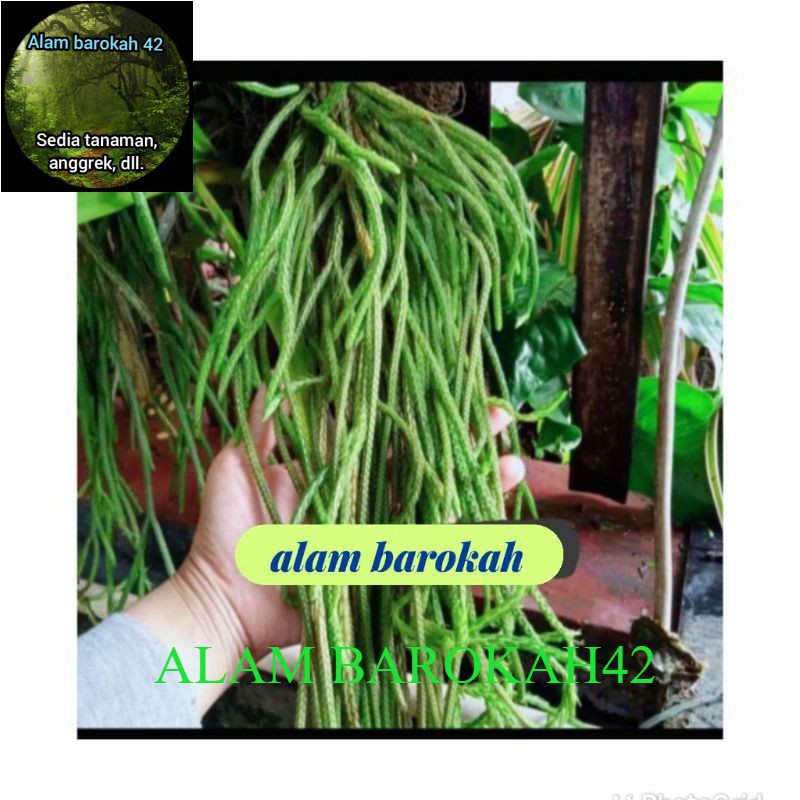 Tanaman hias kumpai ekor kuda / kumpai bulat