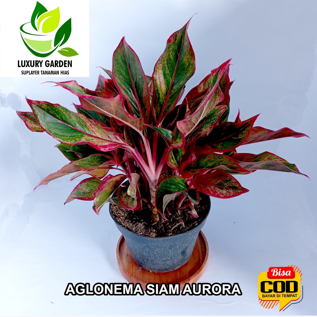 Tanaman Hias Aglonema Aglo Siam Aurora Lipstik Clasik Anakan Induk Remaja Dewasa Mutasi Mesah Merona