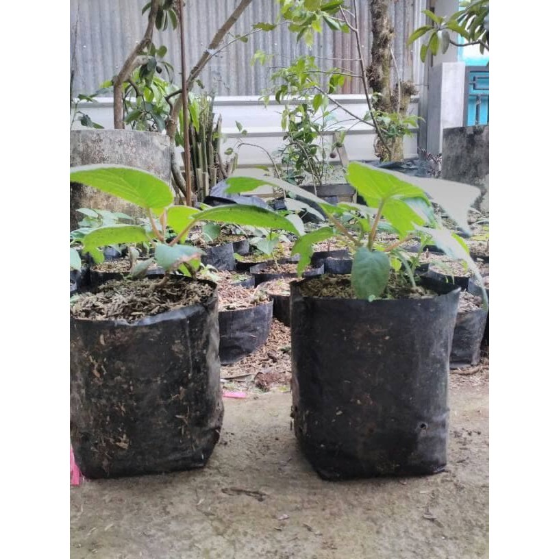 Bibit Buah Kiwi Golden Cepat Berbuah - Bibit Buah