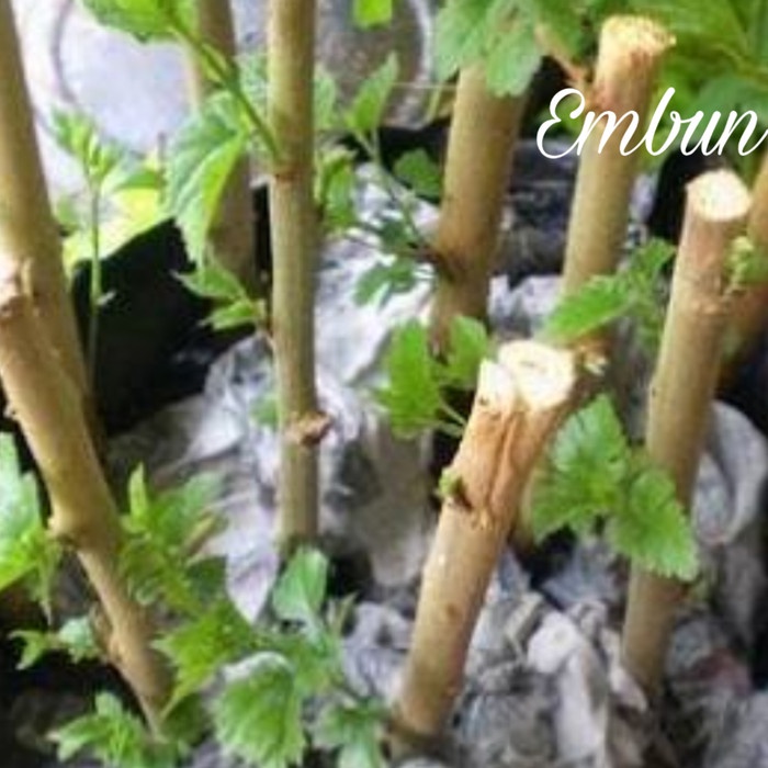 PROMO CUTTING BIBIT BUAH MURBEI LONG MANIS M