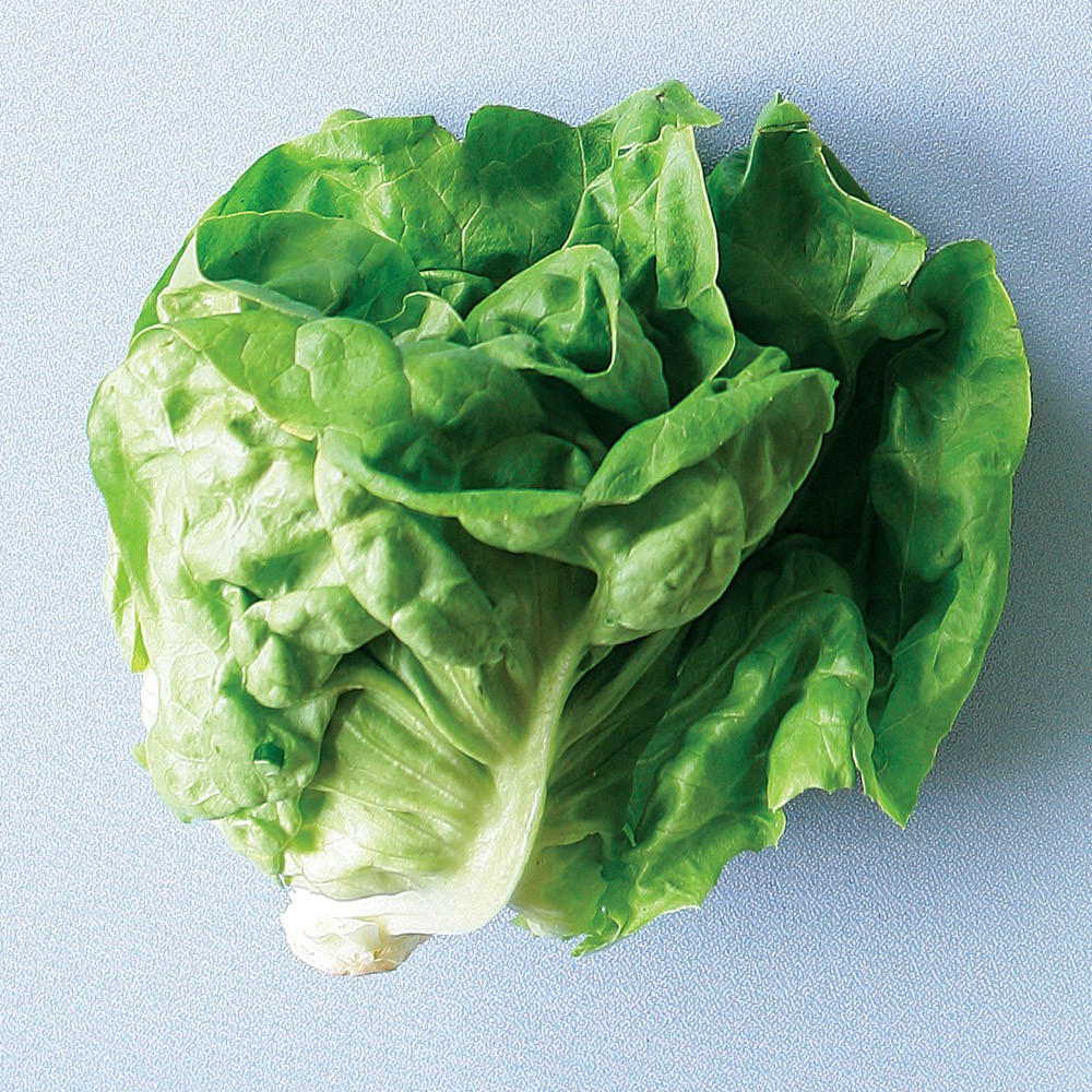 

Fresh Butter Lettuce