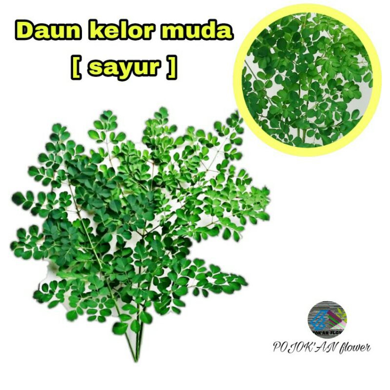 

Daun kelor muda segar [ sayur ]