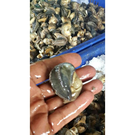 

Daging Bekicot 02/Snail Meat/ Escargot Segar Eksport Quality Ukuran Sedang 1kg