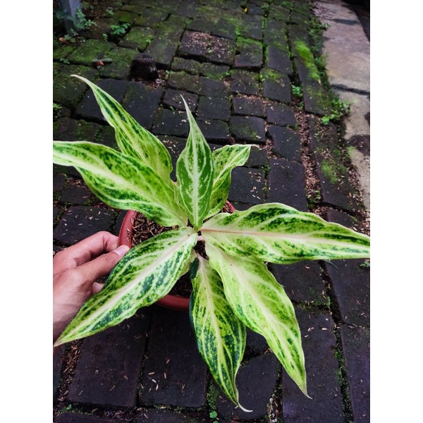 Aglonema white sunset tanian lokal