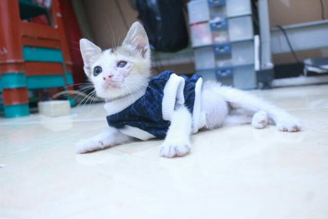 Kaos motif DIY blue lucu untuk kucing dan anjing size S M L XL