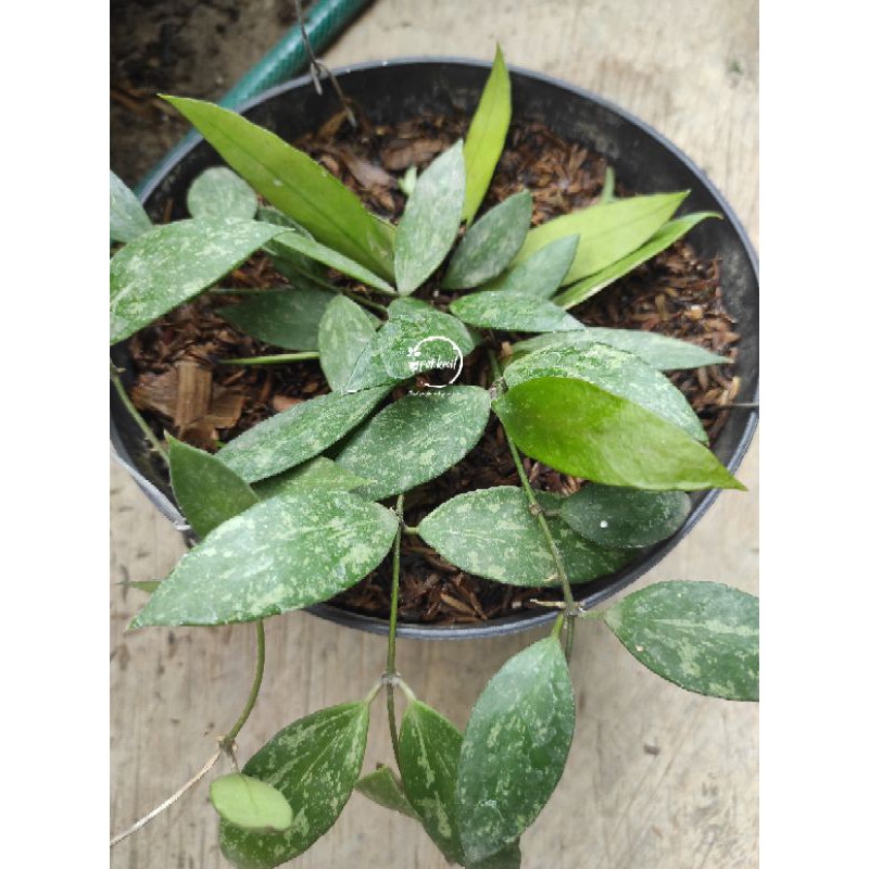 Hoya Memoria Gracilis / Hoya Gracilis / Hoya