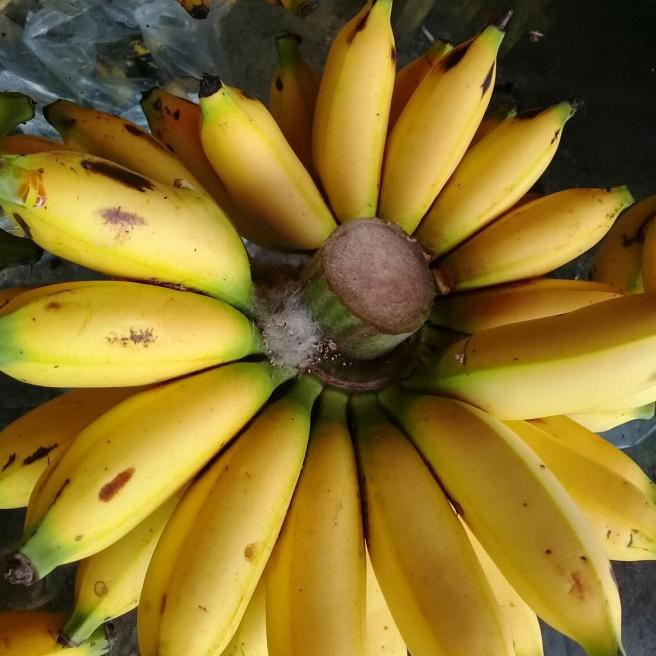 

Miring Harga995LU buah pisang lampung super per sisir 1000 gram