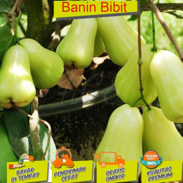 Bibit Jambu Air Madu Deli Hijau Manis