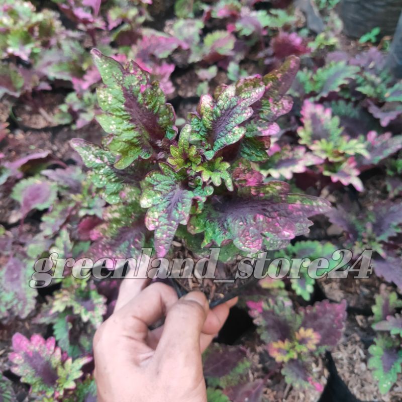 tanaman hias miana - tanaman hias miana ungu - miana loreng ungu - miana hias - tanaman miana