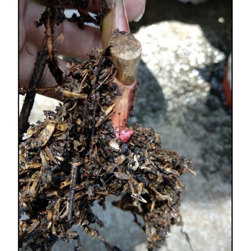 Bonggol tanaman hias philodendron pink princess / bibit tanaman hias ping princes