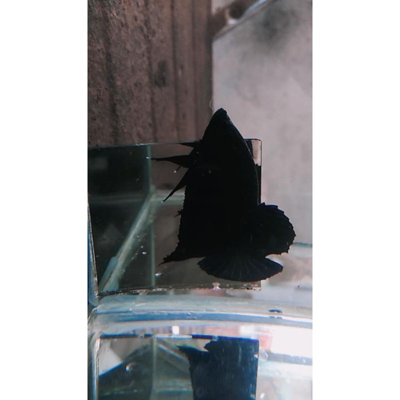 

super black