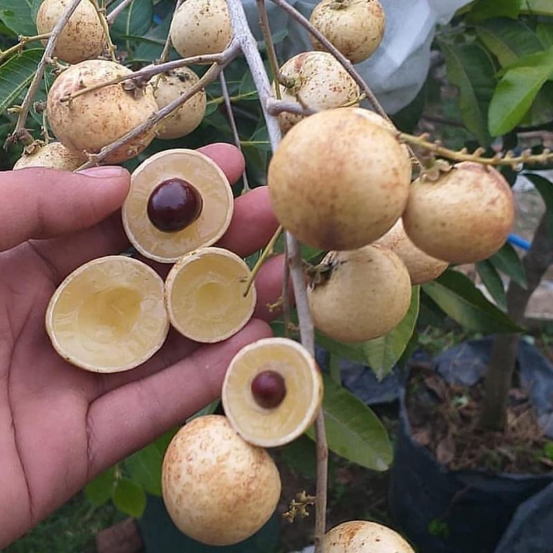 BIBIT KELENGKENG MATALADA okulasi cepat berbuah
