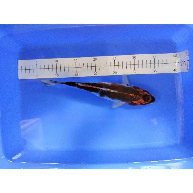 Ikan koi red kujaku Blitar size 30cm