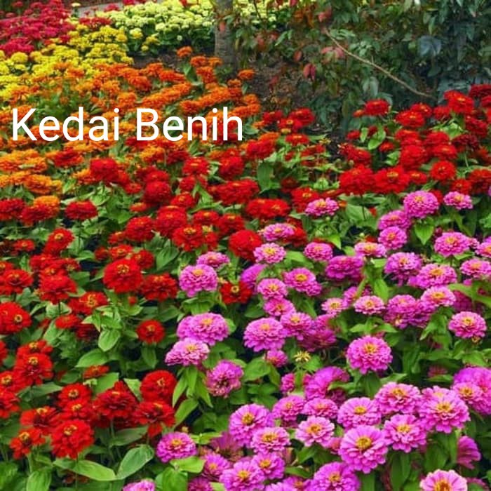 Kedaibenih - Benih Bibit Kembang Kertas ~ 10 Biji