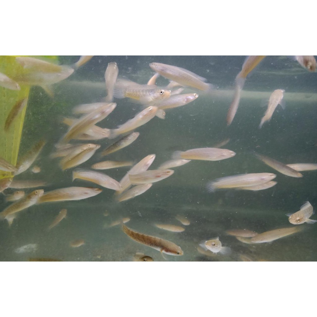 Baby Channa Stewartii Aru/Partai 25 ekor (Size 3-4)