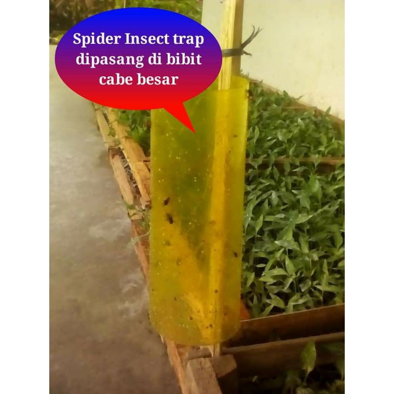 Hemat Spider Trap isi 100 lembar lem hama dan lalat buah tersedia kuning dan hijau perangkap hama serangga