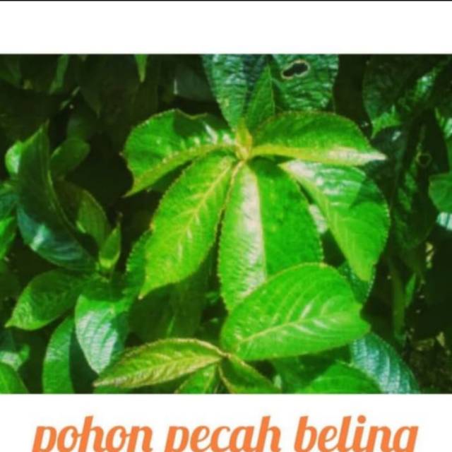 Pohon Keji Beling / Pecah Beling - Tanaman Herbal Daun Keji Beling / Pecah Beling