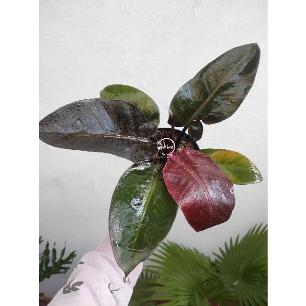 Philodendron Black Cardinal / Philodendron / Philo Black Cardinal