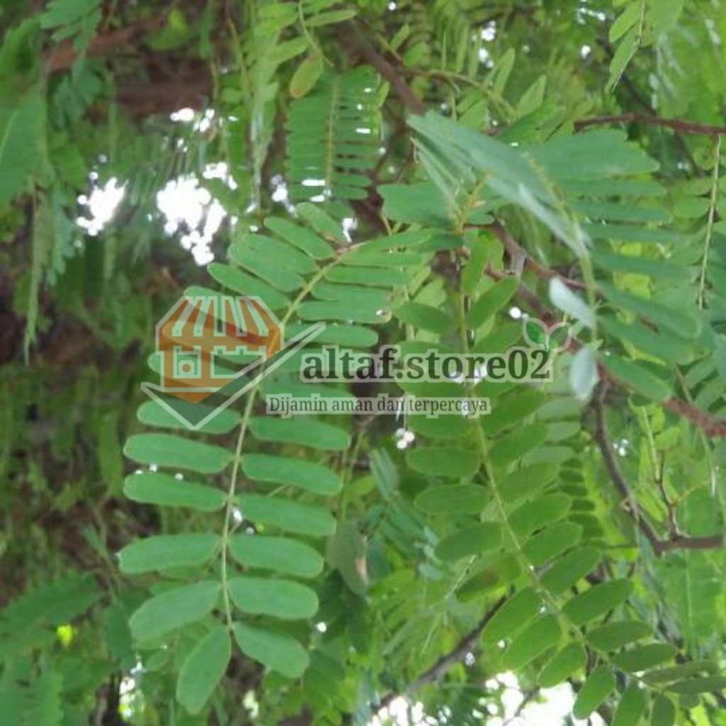 

Daun Sinom Segar daun Asem Jawa / Sinom Per 100 gram Sinom Daun Segar 100gr Petik Langsung Pohon daun sinom asam