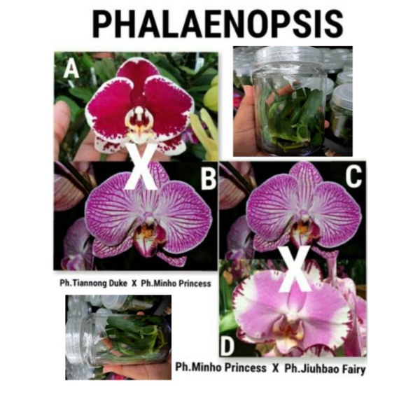 Bibit Anggrek Bulan Botol Selai (isi 8-10 plant)