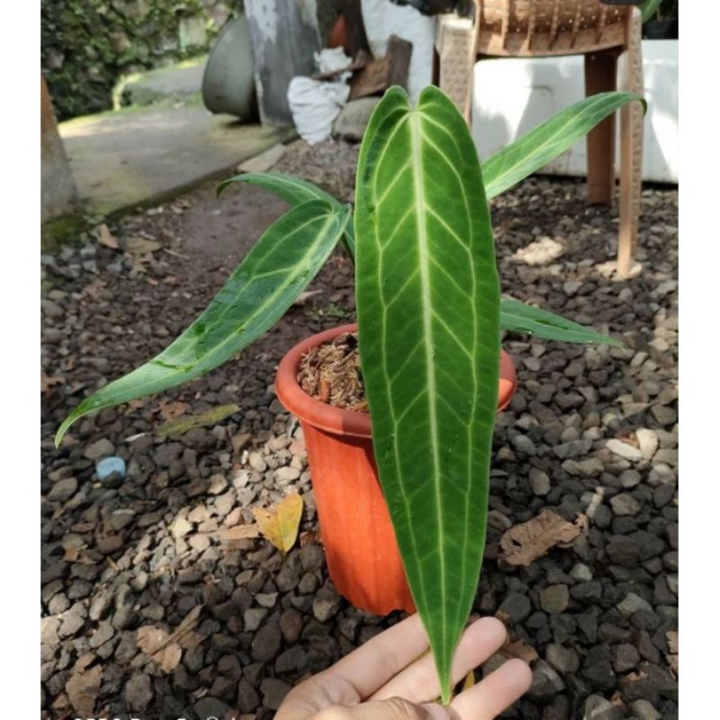 Tanaman Hias Antorium Lidah Gajah/waroq